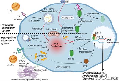 Cholesterol and HIF-1α: Dangerous Liaisons in Atherosclerosis